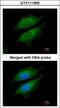 Dipeptidyl Peptidase 8 antibody, GTX111905, GeneTex, Immunofluorescence image 