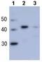 RAD51 Recombinase antibody, ab63797, Abcam, Western Blot image 