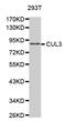 Cullin 3 antibody, MBS126693, MyBioSource, Western Blot image 