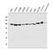 Vinculin antibody, A01207-1, Boster Biological Technology, Western Blot image 