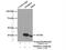 Nas7 antibody, 15261-1-AP, Proteintech Group, Immunoprecipitation image 