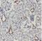 Endoplasmic Reticulum Metallopeptidase 1 antibody, FNab02851, FineTest, Immunohistochemistry frozen image 