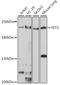Tet Methylcytosine Dioxygenase 3 antibody, GTX00657, GeneTex, Western Blot image 