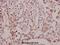 Potassium Voltage-Gated Channel Subfamily J Member 2 antibody, A01850-1, Boster Biological Technology, Immunohistochemistry frozen image 