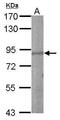 Glutamate Metabotropic Receptor 8 antibody, PA5-28746, Invitrogen Antibodies, Western Blot image 