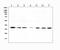 Heme Oxygenase 2 antibody, PB9213, Boster Biological Technology, Western Blot image 