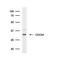 Cell Division Cycle 34 antibody, NB500-110, Novus Biologicals, Western Blot image 