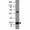 Cytochrome C, Somatic antibody, V2789IHC-7ML, NSJ Bioreagents, Immunohistochemistry frozen image 