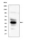 Haptoglobin antibody, A00062-1, Boster Biological Technology, Western Blot image 