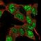 E2F Transcription Factor 3 antibody, NBP2-57709, Novus Biologicals, Immunofluorescence image 