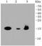 Translocator protein antibody, NBP2-67293, Novus Biologicals, Western Blot image 