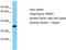 WD Repeat Domain 61 antibody, TA330825, Origene, Western Blot image 