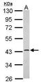 ER Lipid Raft Associated 1 antibody, GTX120815, GeneTex, Western Blot image 