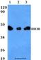 Isocitrate Dehydrogenase (NAD(+)) 3 Beta antibody, LS-C411790, Lifespan Biosciences, Western Blot image 