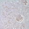Complement C3 antibody, TA327608, Origene, Immunohistochemistry frozen image 