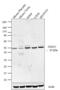 Junctional Adhesion Molecule 3 antibody, 40-8900, Invitrogen Antibodies, Western Blot image 