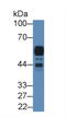 Amylase Alpha 2A (Pancreatic) antibody, LS-C723763, Lifespan Biosciences, Western Blot image 