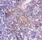 CD244 Molecule antibody, LS-C313181, Lifespan Biosciences, Immunohistochemistry paraffin image 