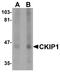 Pleckstrin Homology Domain Containing O1 antibody, A06065, Boster Biological Technology, Western Blot image 