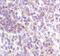 LYN Proto-Oncogene, Src Family Tyrosine Kinase antibody, MA5-14924, Invitrogen Antibodies, Immunohistochemistry paraffin image 