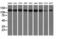 Histone Deacetylase 6 antibody, LS-C115812, Lifespan Biosciences, Western Blot image 