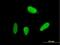 Ubiquitin Specific Peptidase 18 antibody, H00011274-B02P, Novus Biologicals, Immunofluorescence image 