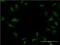 Twist-related protein 2 antibody, H00117581-M06, Novus Biologicals, Immunofluorescence image 