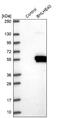 Basic Helix-Loop-Helix Family Member E40 antibody, NBP2-47488, Novus Biologicals, Western Blot image 