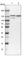 ERC1 antibody, HPA019513, Atlas Antibodies, Western Blot image 