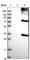 BTG Anti-Proliferation Factor 3 antibody, HPA018400, Atlas Antibodies, Western Blot image 