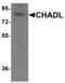 Chondroadherin Like antibody, PA5-72888, Invitrogen Antibodies, Western Blot image 