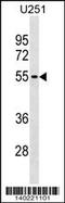 Kelch Domain Containing 7B antibody, 60-408, ProSci, Western Blot image 