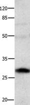 Baculoviral IAP Repeat Containing 7 antibody, TA322202, Origene, Western Blot image 
