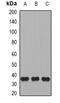 CD244 Molecule antibody, abx225087, Abbexa, Western Blot image 