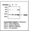 Mitogen-Activated Protein Kinase 1 antibody, LS-B6240, Lifespan Biosciences, Western Blot image 