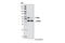 Phosphatase And Tensin Homolog antibody, 9559T, Cell Signaling Technology, Western Blot image 