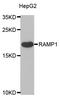 Receptor Activity Modifying Protein 1 antibody, LS-C334726, Lifespan Biosciences, Western Blot image 