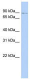 Nuclear Factor, Erythroid 2 Like 1 antibody, TA343368, Origene, Western Blot image 