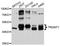 TRNA Aspartic Acid Methyltransferase 1 antibody, abx126733, Abbexa, Western Blot image 