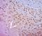 Protocadherin Gamma Subfamily A, 3 antibody, orb1671, Biorbyt, Immunohistochemistry paraffin image 