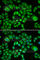 Hexose-6-Phosphate Dehydrogenase/Glucose 1-Dehydrogenase antibody, A6440, ABclonal Technology, Immunofluorescence image 