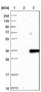 Family With Sequence Similarity 167 Member A antibody, NBP1-91237, Novus Biologicals, Immunohistochemistry frozen image 
