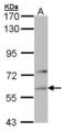 Phenylalanine--tRNA ligase alpha chain antibody, NBP1-33308, Novus Biologicals, Western Blot image 