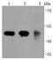 Tubulin Gamma 1 antibody, NBP2-66860, Novus Biologicals, Western Blot image 