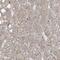 Endoplasmic Reticulum Lectin 1 antibody, PA5-56762, Invitrogen Antibodies, Immunohistochemistry frozen image 