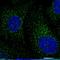 BTB Domain Containing 3 antibody, HPA042048, Atlas Antibodies, Immunofluorescence image 