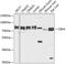 Chromobox 4 antibody, 19-713, ProSci, Western Blot image 