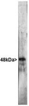 RNA Binding Fox-1 Homolog 3 antibody, GTX16208, GeneTex, Western Blot image 