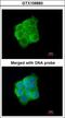 Keratin 13 antibody, LS-C186107, Lifespan Biosciences, Immunocytochemistry image 