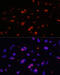Dyskerin Pseudouridine Synthase 1 antibody, 14-697, ProSci, Immunofluorescence image 